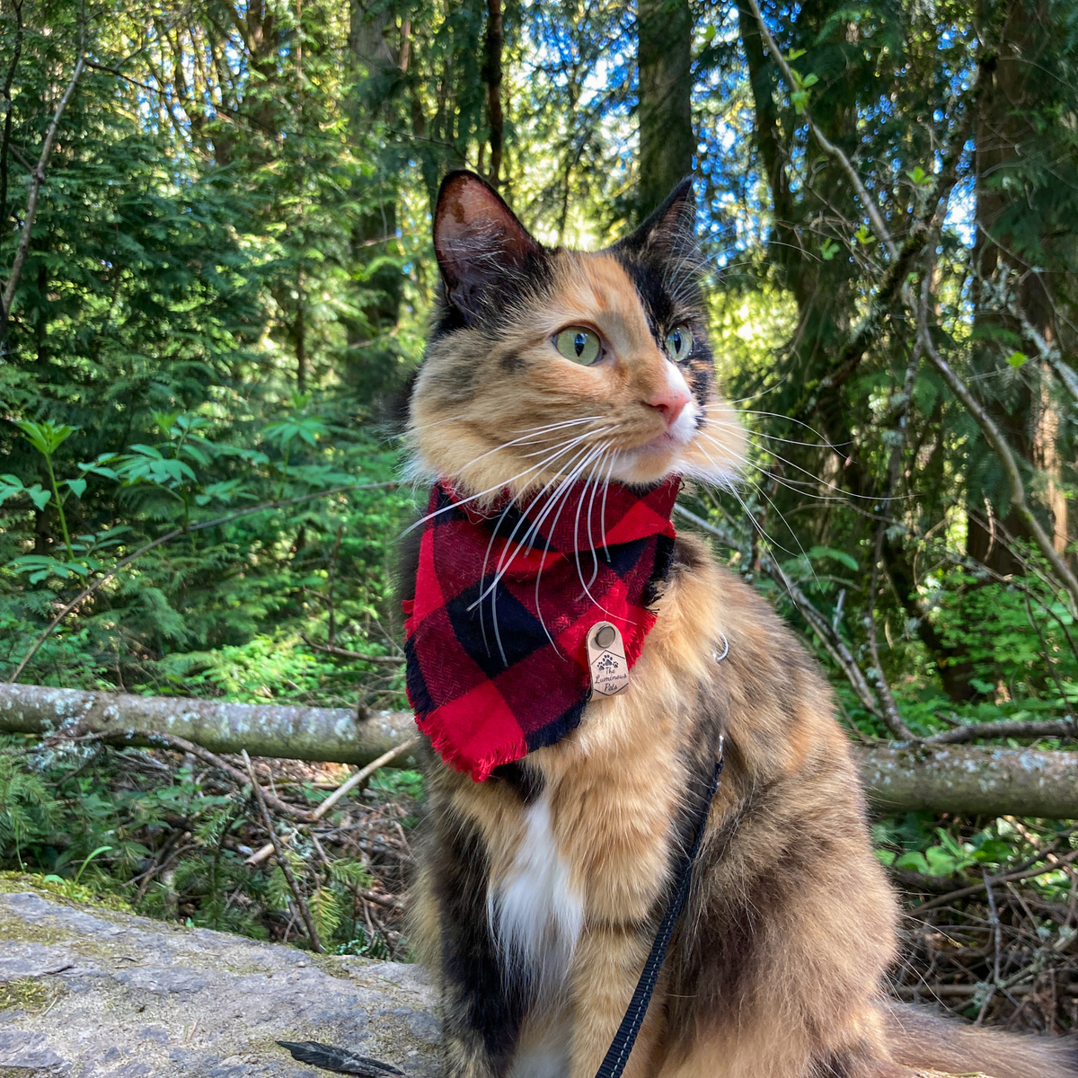 Ember from The Luminous Pets in Snap on Buffalo Plaid Bandana
