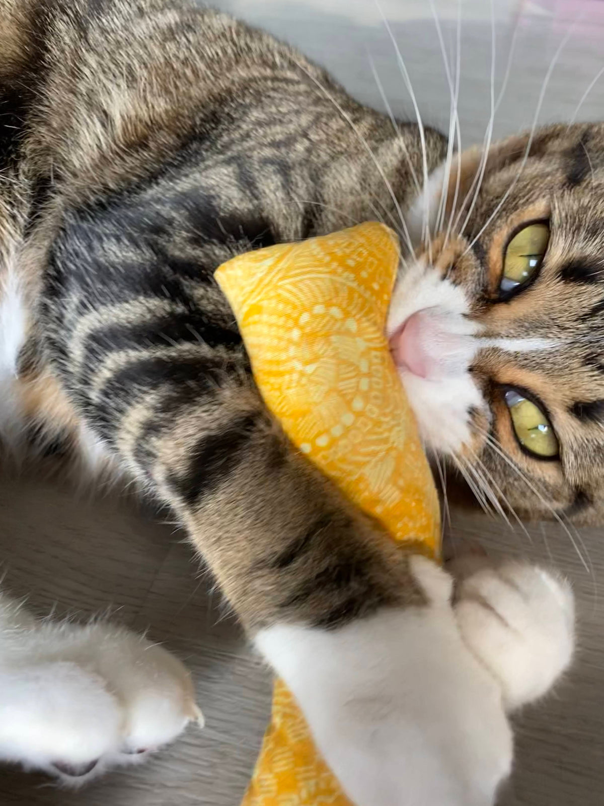 Brown tabby with cat toy stuffed with catnip and valerian root in their mouth.