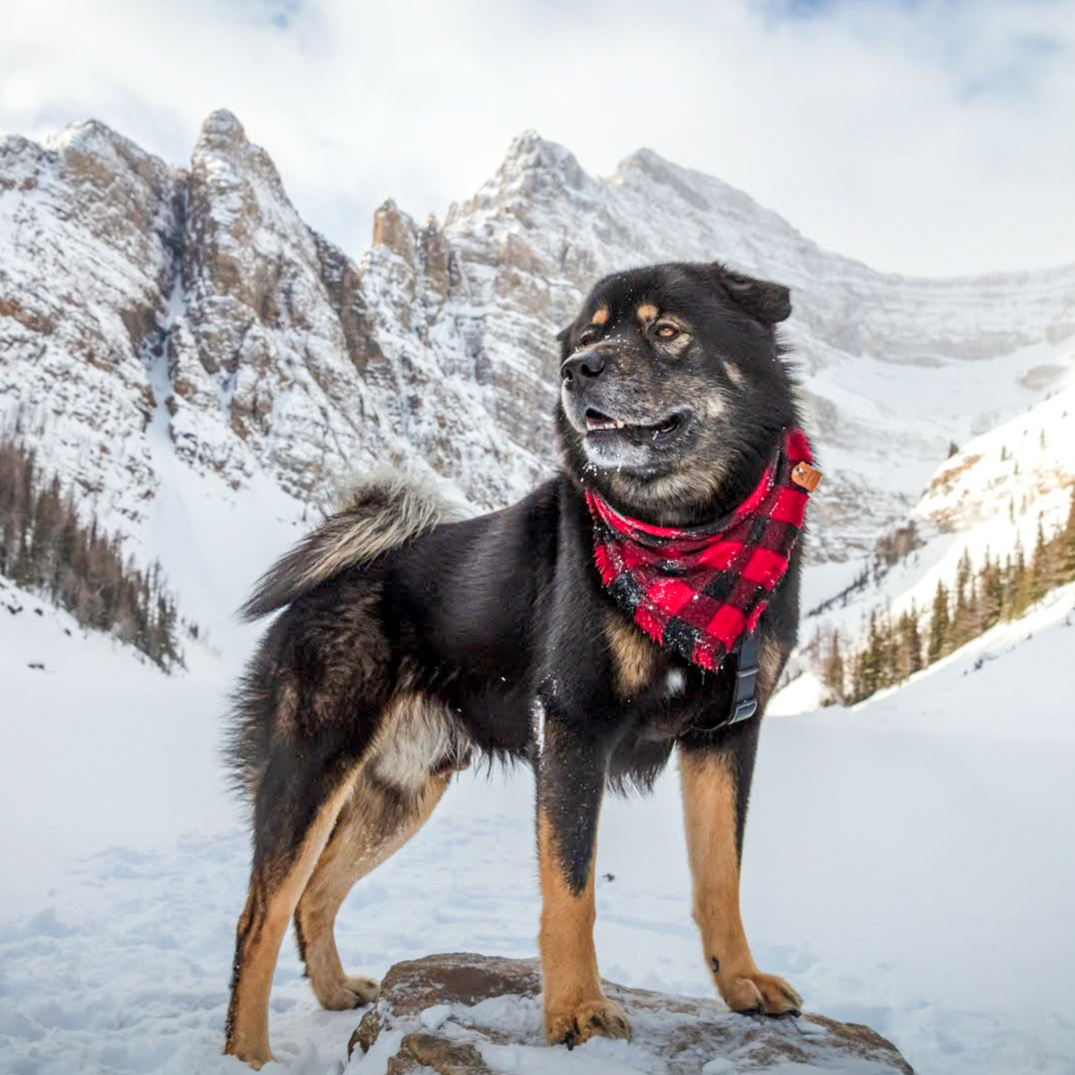 Malamute - Akita mix in the mountains in a buffalo checkered dog bandana | Handmade pet accessories by The Luminous Pets