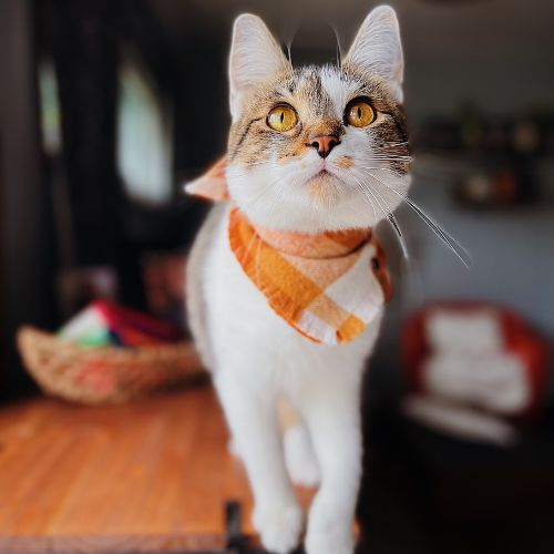Brown and white tabby cat in snap on bandana by The Luminous Pets