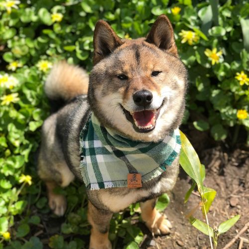 Shiba Inu in snap on bandana by The Luminous Pets