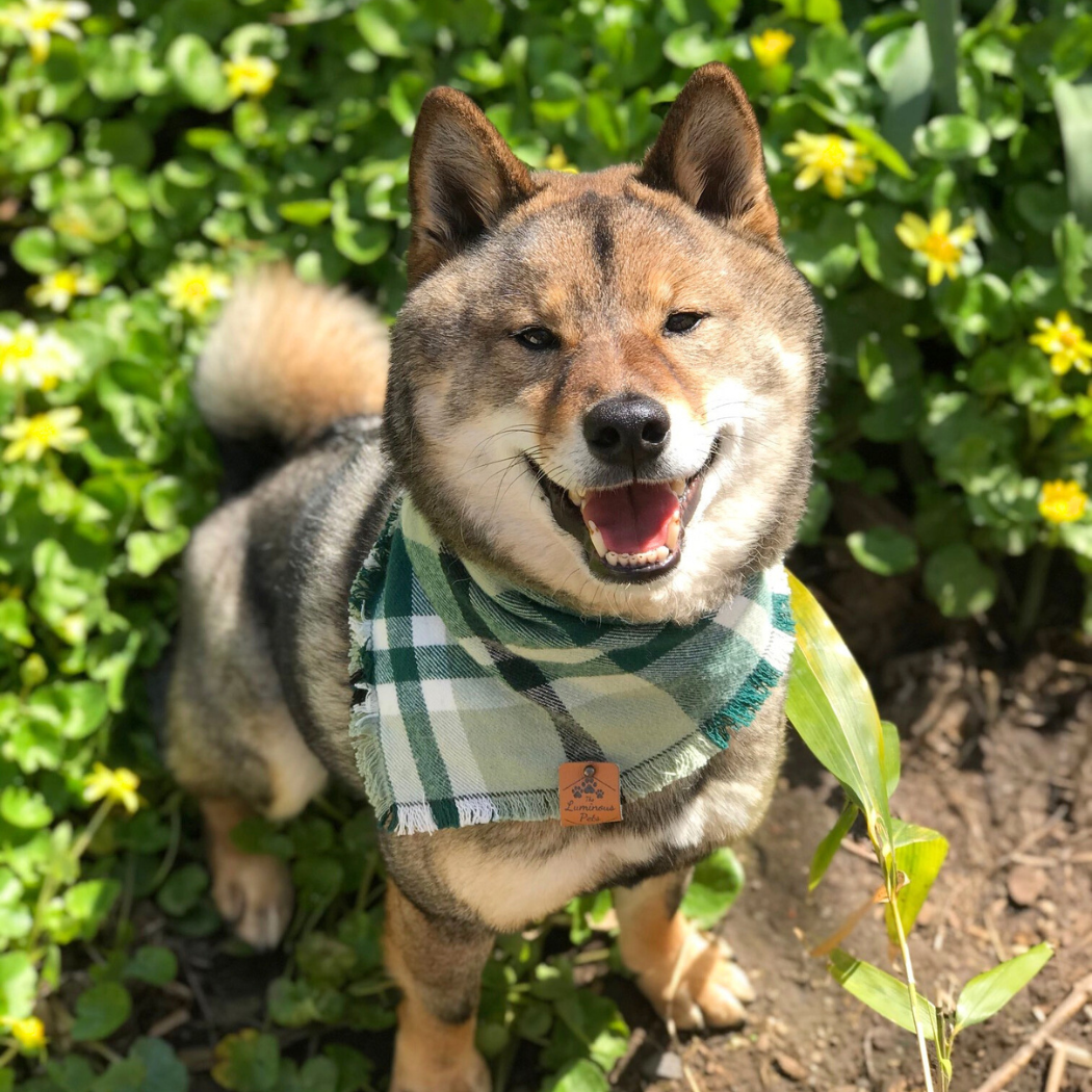 Shiba inu Meeko outside in the spring wearing frayed bandana green plaid, handmade by The Luminous Pets
