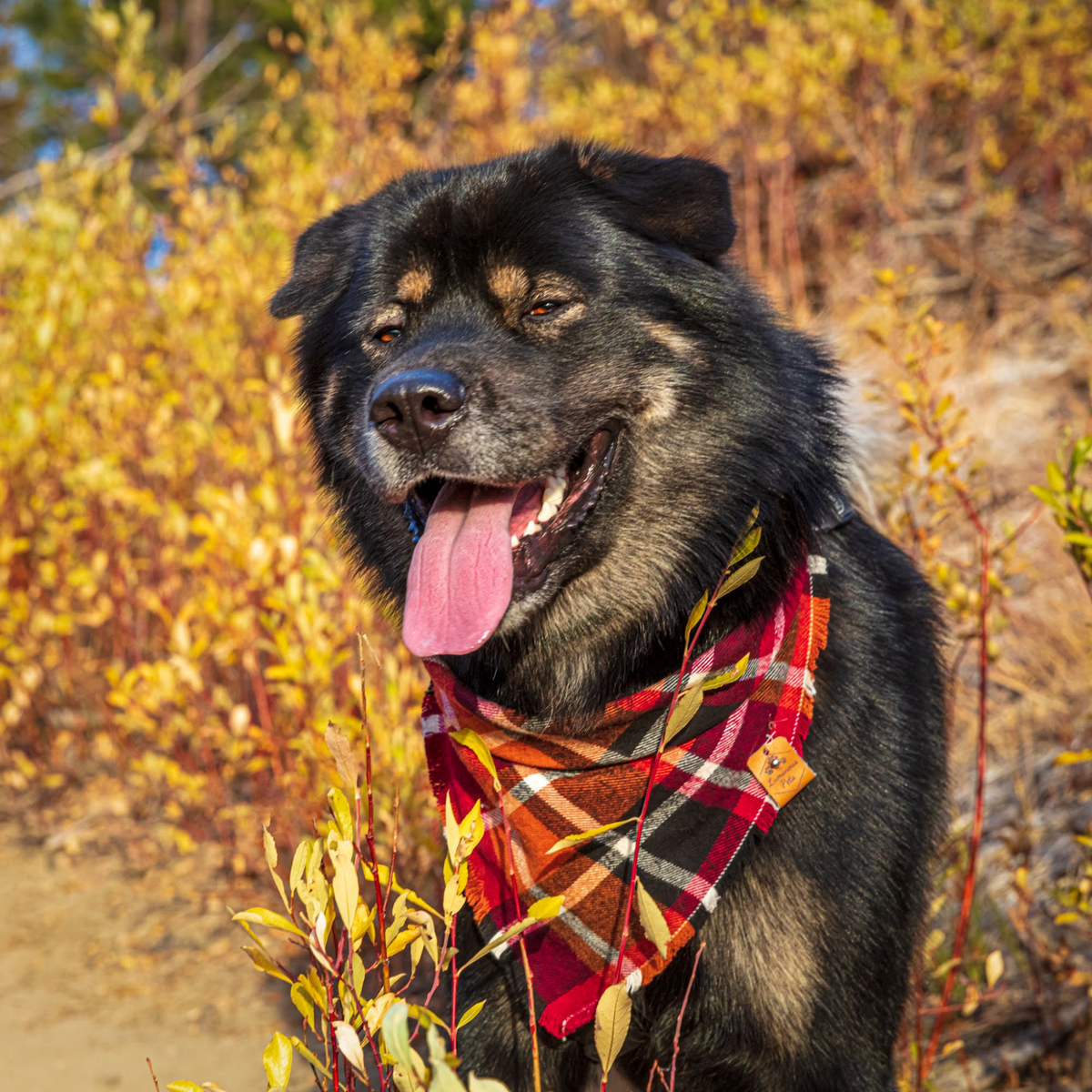Akita Malamute mix in frayed flannel bandana | Orange and Red plaid pet bandana handmade by The Luminous Pets