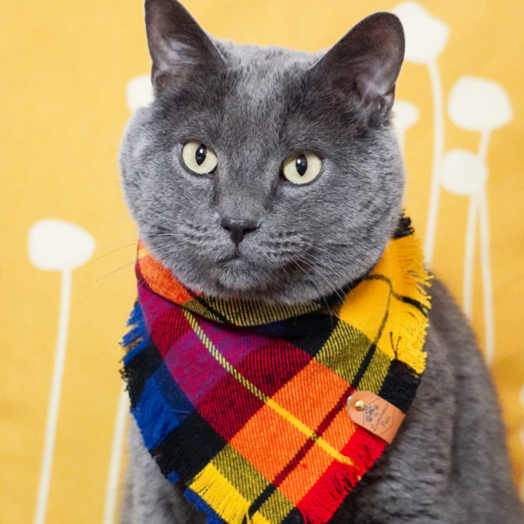 Grey Cat in Plaid Snap on Cat bandana handmade by The Luminous Pets
