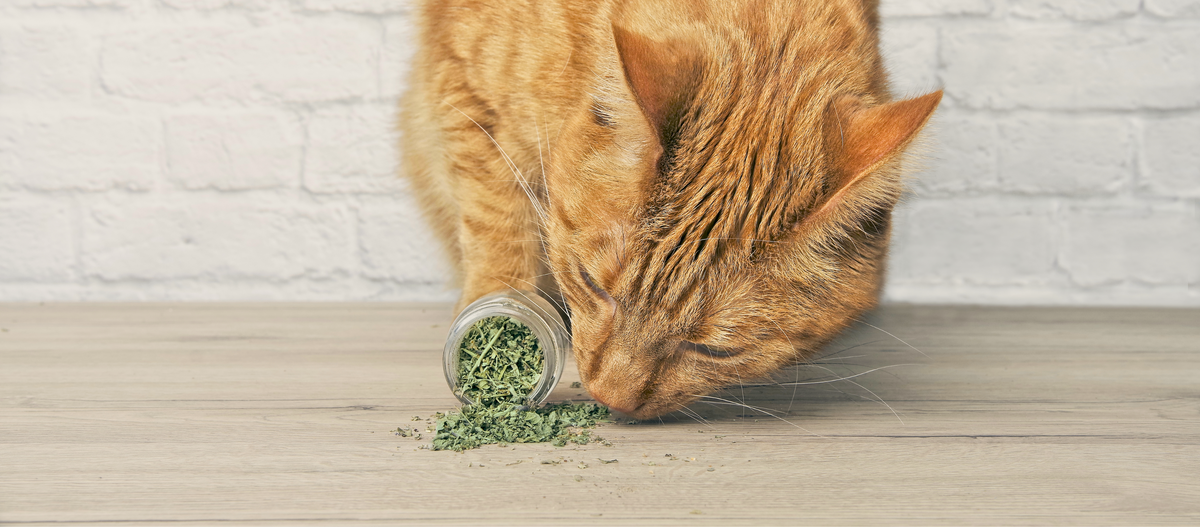 Orange cat sniffing a container of dried catnip on a wooden floor with a white brick wall background.