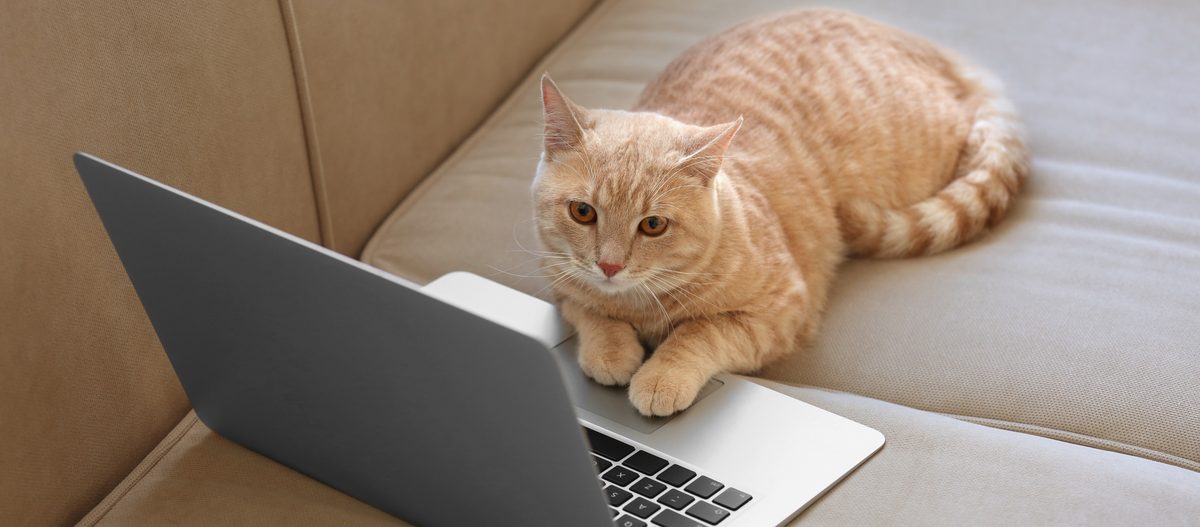Cat work on a computer | The Luminous Pets Contact Us