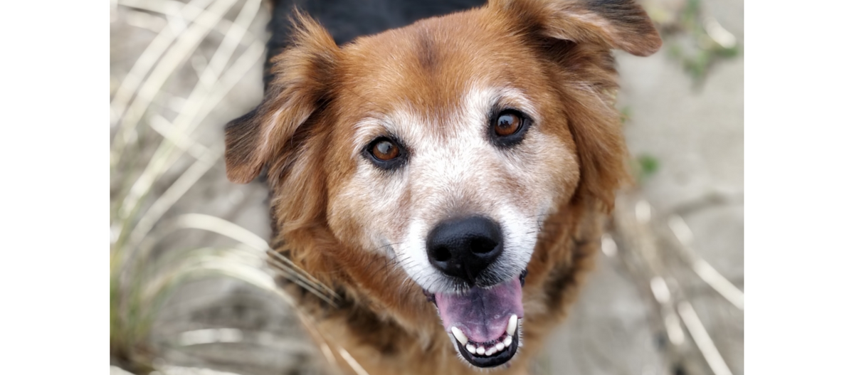 The Luminous Pets | Kahlua a golden retriever - chow at the beach